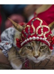 Выставка кошек «Весенний карнавал 2015»
