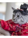 Выставка кошек «Весенний карнавал 2015»