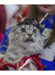 Международная выставка кошек «Весенний карнавал 2015» в Иваново кот в шляпе