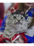 Международная выставка кошек «Весенний карнавал 2015» в Иваново кот в шляпе