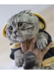 Международная выставка кошек «Весенний карнавал 2015» в Иваново кот