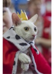 Международная выставка кошек «Весенний карнавал 2015» в Иваново кот король