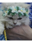 Международная выставка кошек «Весенний карнавал 2015» в Иваново кошка в шляпке-цветок