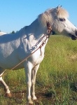 Фото лошади д. Пестово конные туры