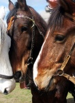 Фото лошади д. Пестово конные туры